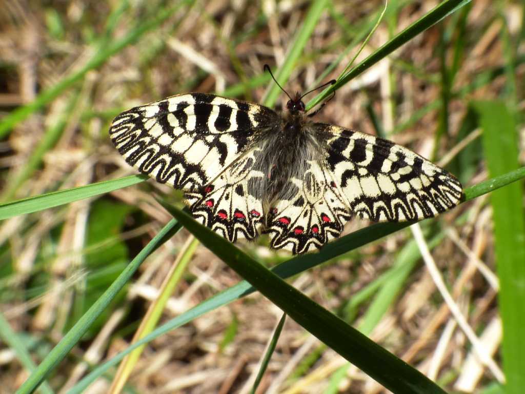 Zerynthia cassandra